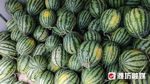 潍坊吃瓜网,揭秘潍坊美食背后的故事与趣闻